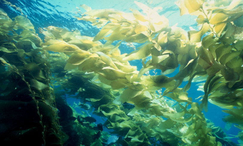 Hầu hết oxy của thế giới (khoảng 70%) đến từ rong biển và vi tảo khác